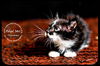 Olympian- Kitten