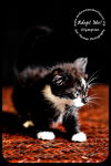 Olympian- Kitten