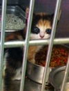 Goldey-Kitten