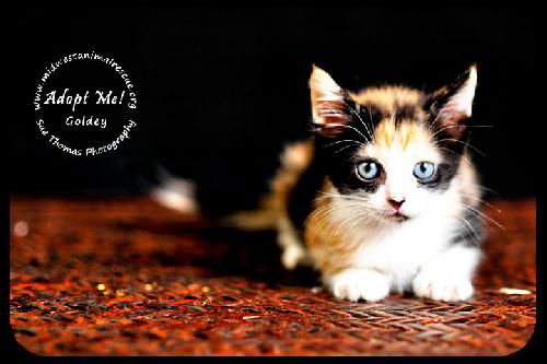 Goldey-Kitten
