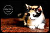 Goldey-Kitten
