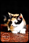 Goldey-Kitten
