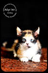 Goldey-Kitten