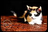 Goldey-Kitten