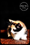 Goldey-Kitten