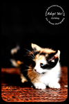 Goldey-Kitten