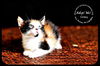 Goldey-Kitten