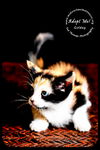Goldey-Kitten