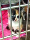 Silvey- Kitten