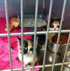 Silvey- Kitten