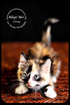 Silvey- Kitten