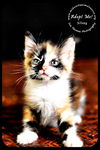 Silvey- Kitten