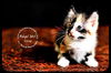 Silvey- Kitten