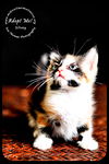 Silvey- Kitten