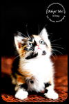 Silvey- Kitten