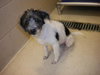 Turbo Puppy