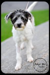 Turbo Puppy