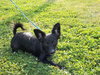 Simon Puppy