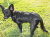 Simon Puppy