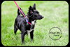 Simon Puppy