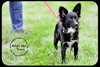 Simon Puppy