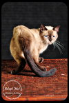 Mister Kitty