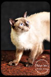 Mister Kitty