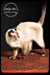 Mister Kitty