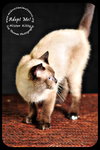 Mister Kitty