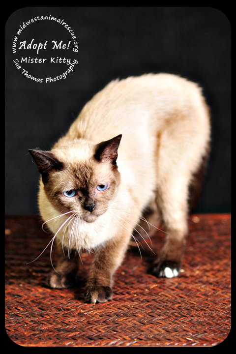 Mister Kitty
