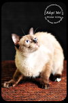 Mister Kitty