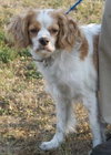 Sophie