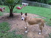 Belle-Senior