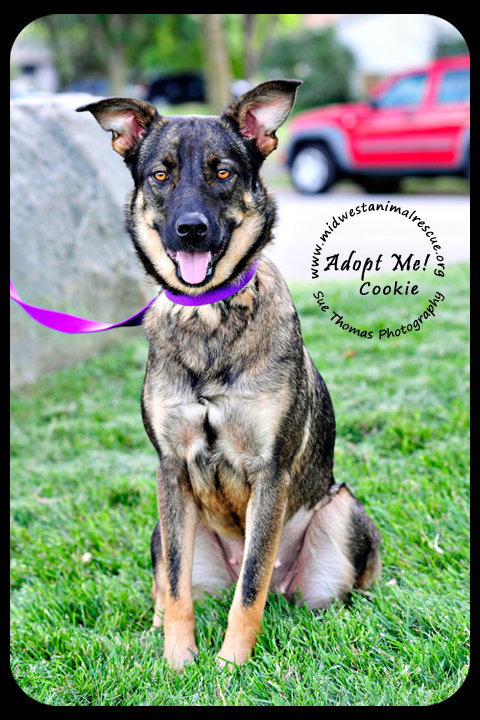 Cookie The Shepherd