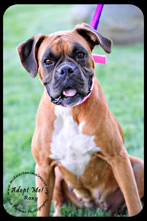 Roxy