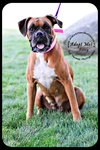 Roxy