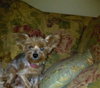 Mocca