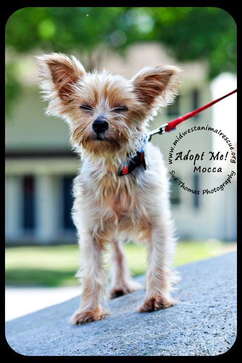 Mocca