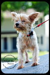 Mocca