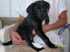 Mindy Sue- Puppy