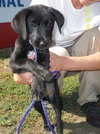 Mindy Sue- Puppy