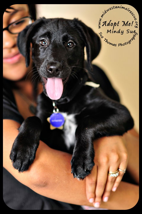 Mindy Sue- Puppy