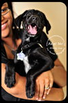 Mindy Sue- Puppy
