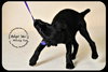 Mindy Sue- Puppy