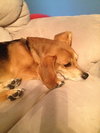 Buddy Boy