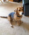Buddy Boy