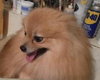 Kipper