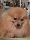 Kipper