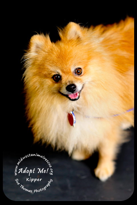Kipper