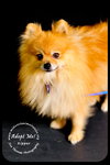 Kipper